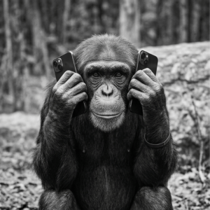 Black and white image of a chimpanzee holding up two iphones to its ears
