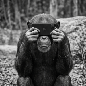 Black and white image of a chimpanzee holding up an iphone covering its eyes